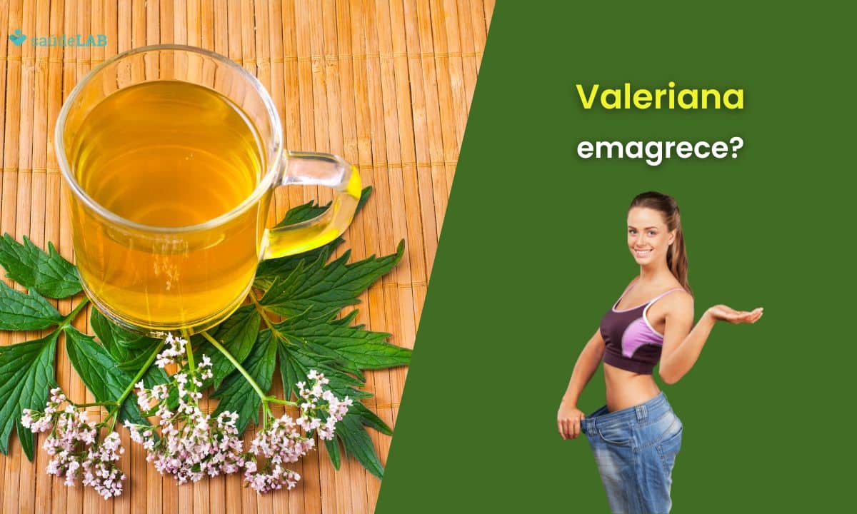 Valeriana emagrece? Entenda seus efeitos verdadeiros na saúde 1 Valeriana emagrece.