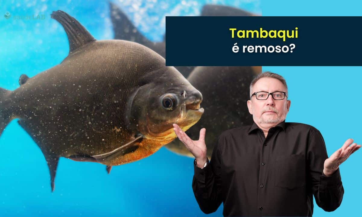 Tambaqui é remoso? Saiba identificar quais peixes são ou não remosos 1 Tambaqui é remoso.
