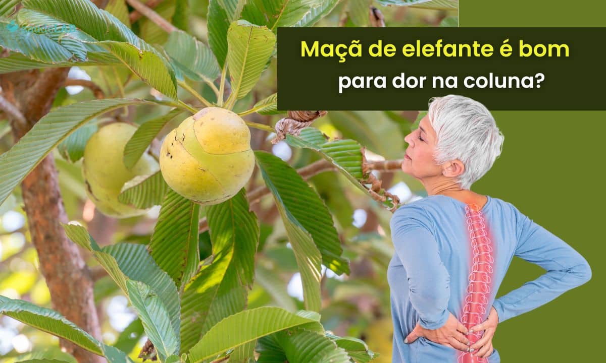 Maçã-de-elefante é bom para dor na coluna? Saiba mais sobre a fruta 1 Maçã de elefante é bom para dor na coluna.
