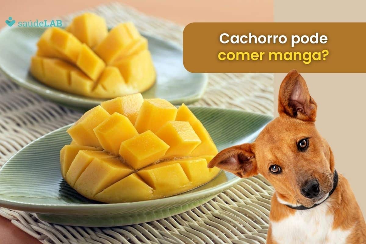 Cachorro pode comer manga? Entenda as recomendações e cuidados 1 Cachorro pode comer manga.