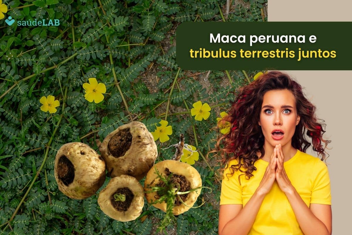 Descubra os benefícios da maca peruana e tribulus terrestris quando tomados juntos 1 benefícios da maca peruana e tribulus terrestris.