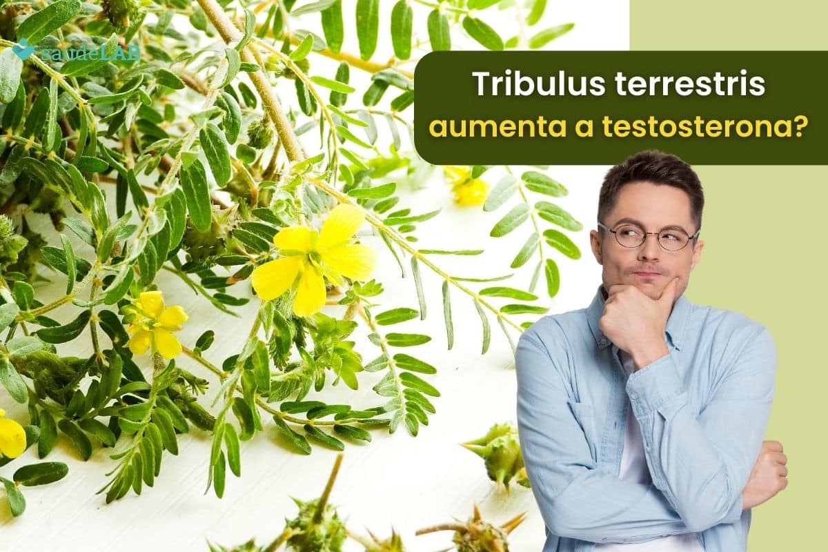 Tribulus terrestris aumenta a testosterona? Descubra agora como ele realmente age 1 tribulus terrestris aumenta a testosterona.