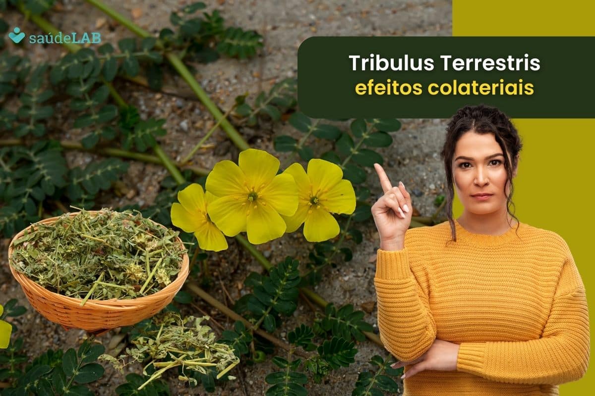 Tribulus terrestris e seus efeitos colaterais: saiba agora os cuidados indispensáveis 1 Tribulus Terrestris efeitos colaterais.