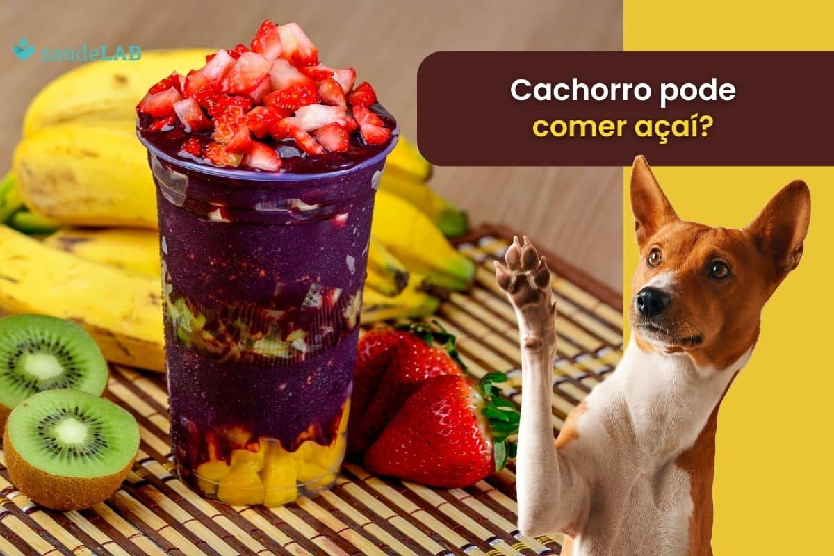 Cachorro pode comer açaí? Entenda porque a fruta é extremamente proibida 1 Cachorro pode comer açaí.