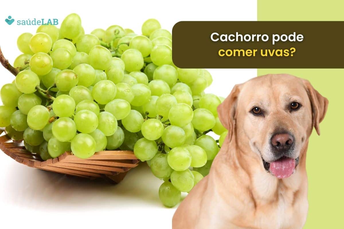 Cachorro pode comer uvas? Saiba mais sobre os riscos envolvidos 1 Cachorro pode comer uvas.