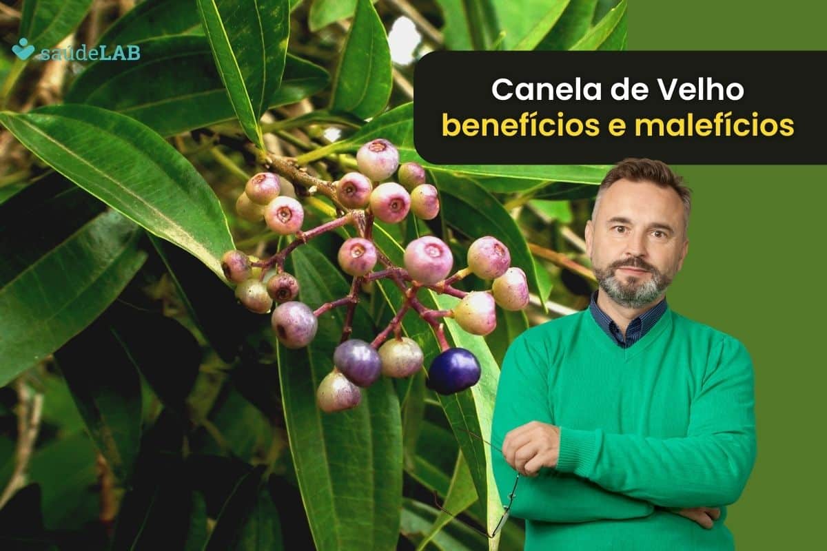 Canela de velho: benefícios e malefícios que você precisa conhecer 1 Canela de velho benefícios e malefícios.