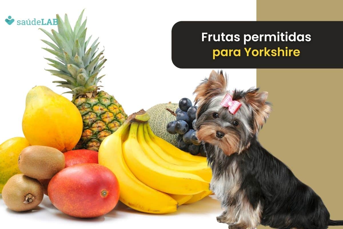 Frutas que o Yorkshire pode comer: confira lista segura e deliciosa para seu pet 1 Frutas que o Yorkshire pode comer.