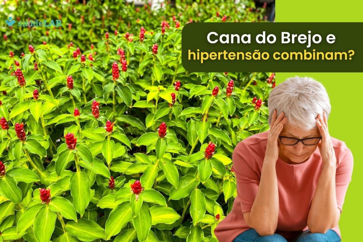 Quem tem pressão alta pode tomar cana do brejo? Entenda a relação 1 Quem tem pressão alta pode tomar cana do brejo.