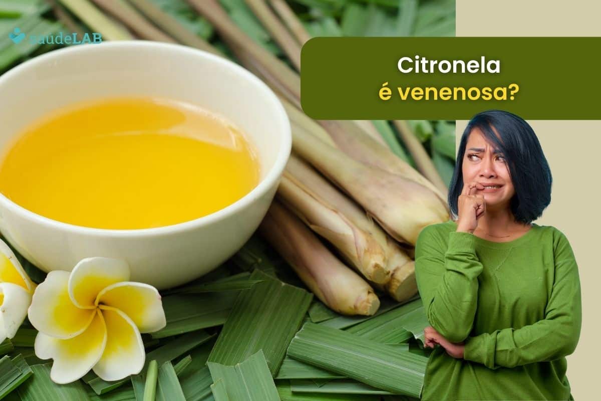Citronela é venenosa? Pode tomar o chá? Saiba agora como usar corretamente 1 Citronela é venenosa.