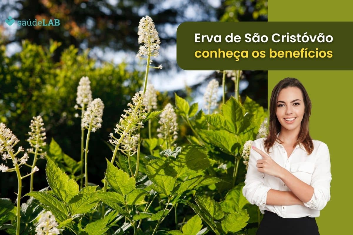 Erva de são Cristóvão: para que serve, como utilizar e quais os cuidados? 1 erva de são cristóvão.