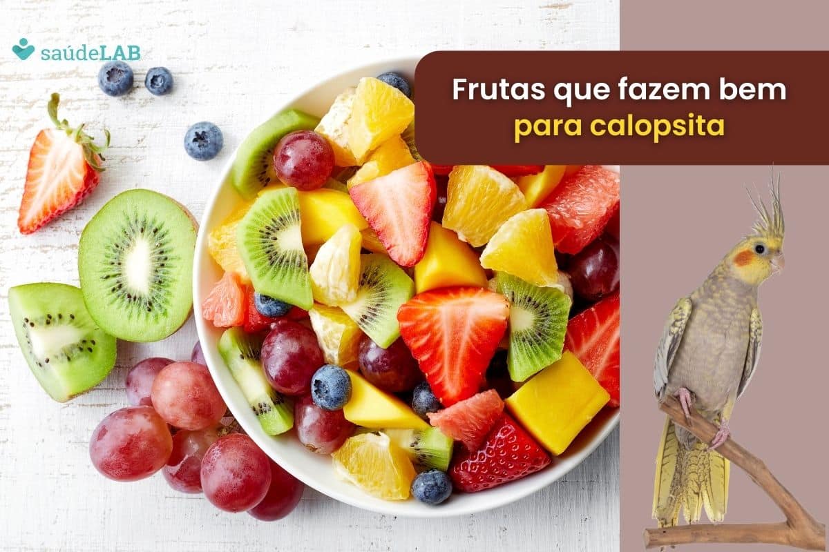 Frutas que calopsita pode comer: opções para incrementar a alimentação 1 Frutas que calopsita pode comer.