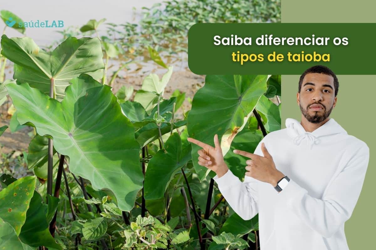 Truque secreto: saiba como diferenciar a taioba comestível da taioba venenosa 1 taioba comestível e taioba venenosa (1).