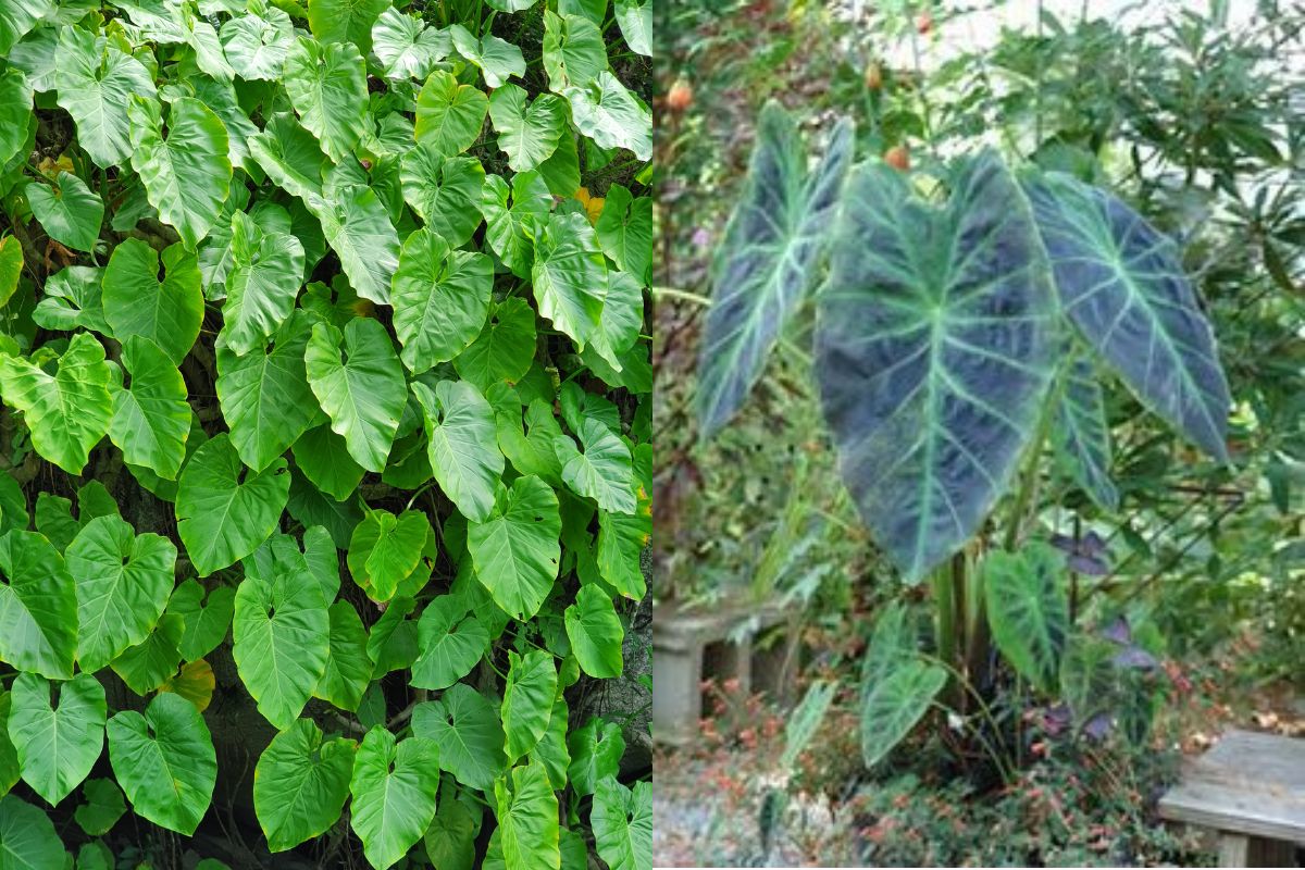 Truque secreto: saiba como diferenciar a taioba comestível da taioba venenosa 2 taioba comestível e taioba venenosa.