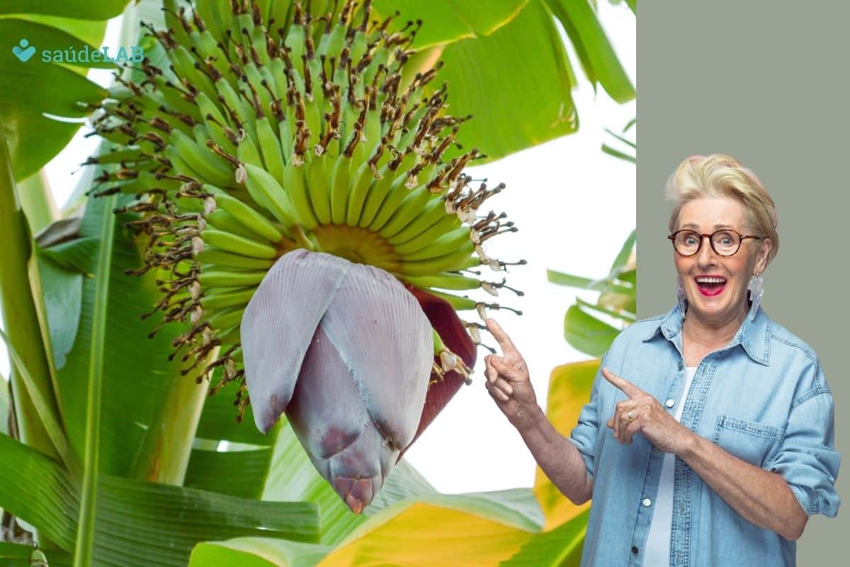 Xarope de umbigo de banana: benefícios, propriedades e cuidados no uso 1 xarope de umbigo de banana benefícios.