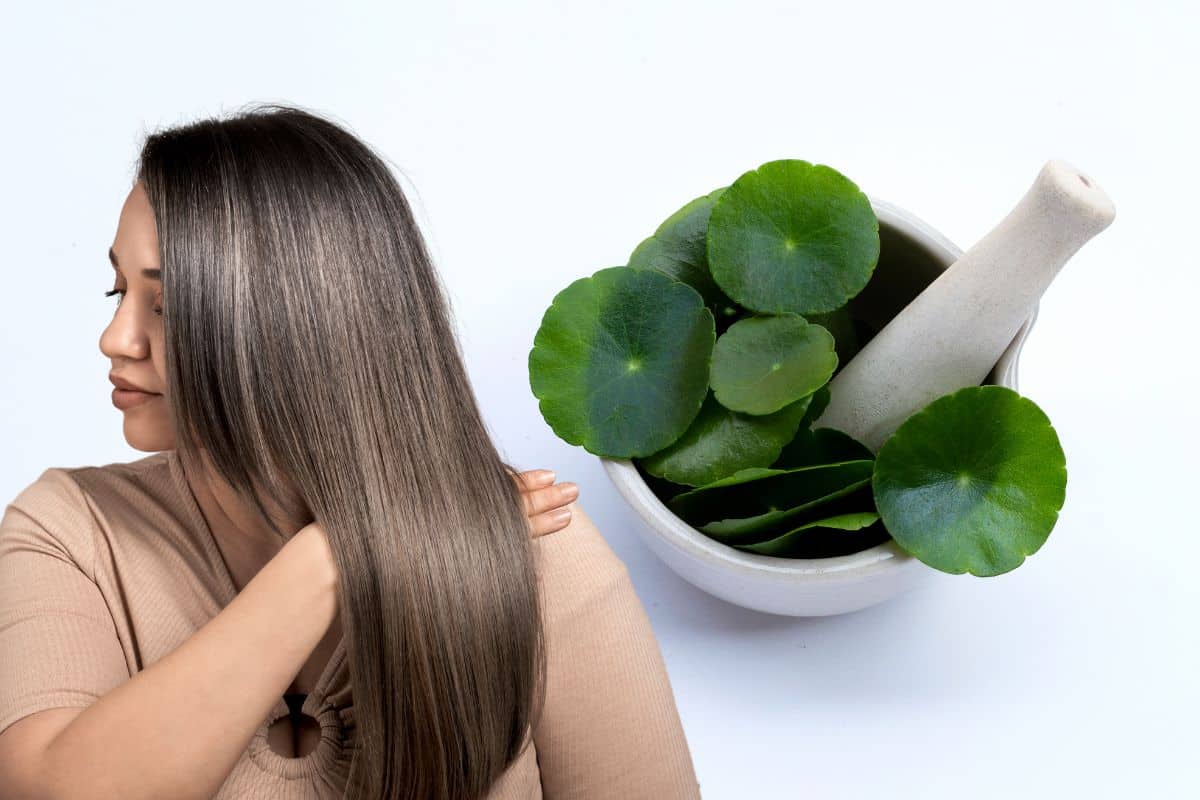 Centella asiática para o cabelo: conheça os benefícios incríveis para os fios 1 Centella asiática para o cabelo.