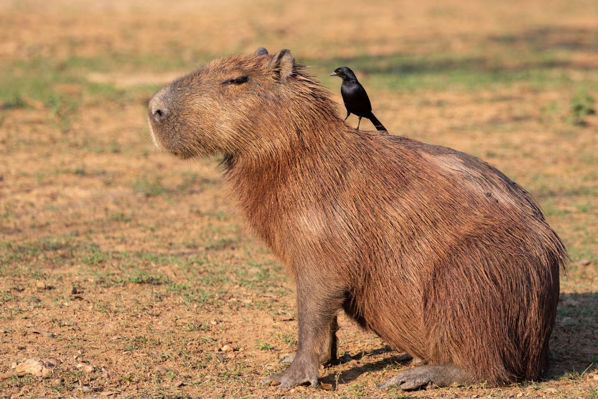 Carne de capivara faz mal? Entenda melhor os seus perigos 1 carne de capivara faz mal.