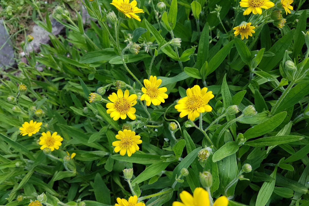 Como preparar arnica para desinflamar? Saiba mais sobre suas utilidades 1 como preparar arnica para desinflamar.