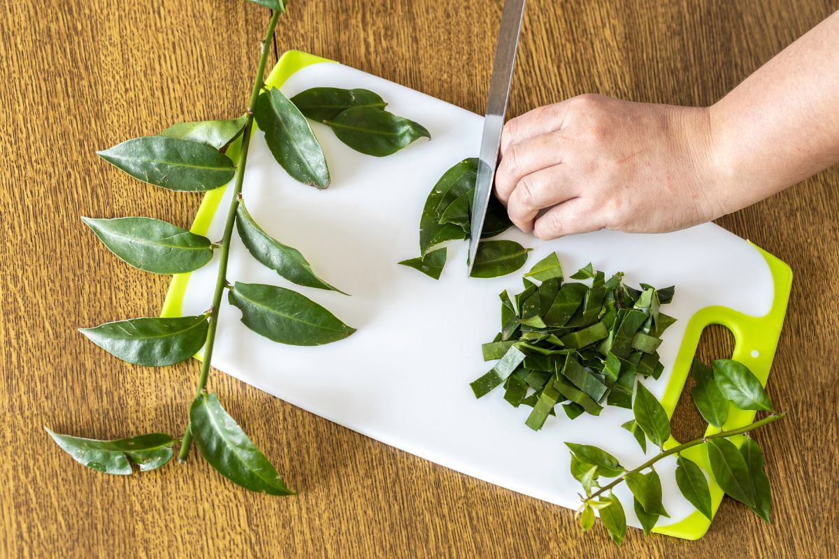 Doenças que a ora-pro-nóbis cura: saiba como utilizar a planta como aliada 1 doenças que a ora-pro-nóbis cura.