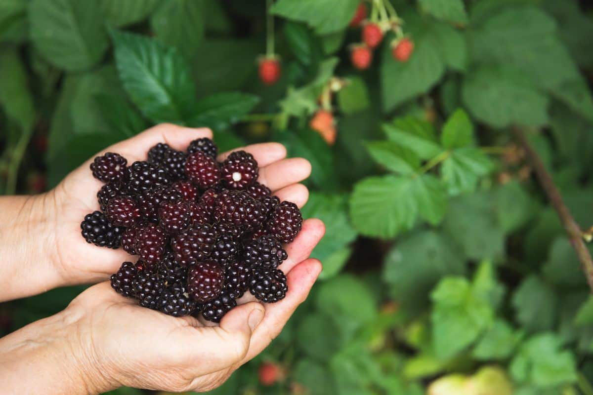 Extrato de amora para menopausa: benefícios, cuidados e como tomar 1 extrato de amora para menopausa.