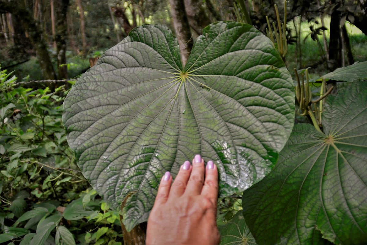 Pariparoba para infecção urinária funciona ou não? Conheça os efeitos da planta 1 pariparoba para infecção urinária.