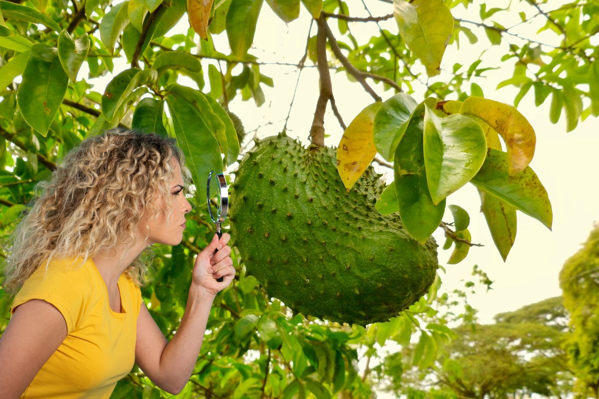 Como saber se a graviola está madura? Chega de tirar fruta verde do pé 1 Como saber se a graviola está madura.