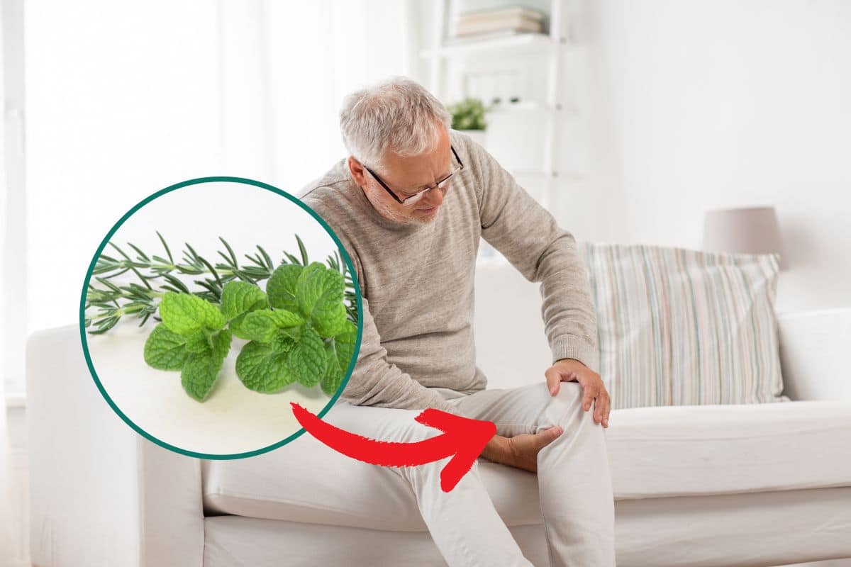 Hortelã com alecrim regenera a cartilagem mesmo? Descubra agora 1 hortelã com alecrim regenera a cartilagem.