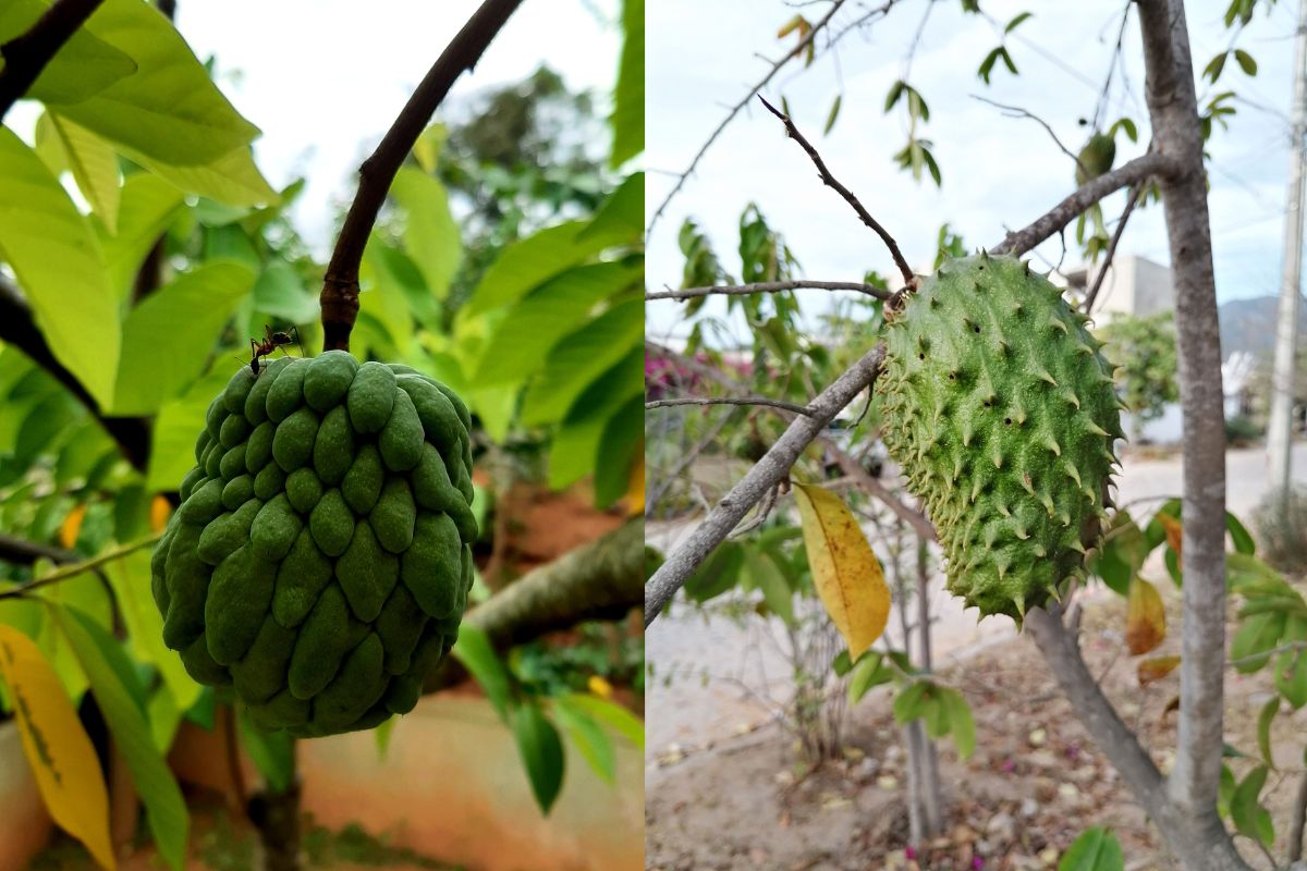 Atemoia ou Graviola? O guia definitivo para reconhecer cada uma delas 1 Atemoia ou graviola
