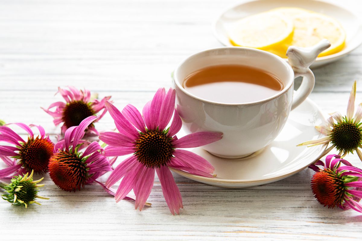 Esta erva medicinal rica em vitamina C vai bombar sua imunidade 1 equinácea aumenta a imunidade.