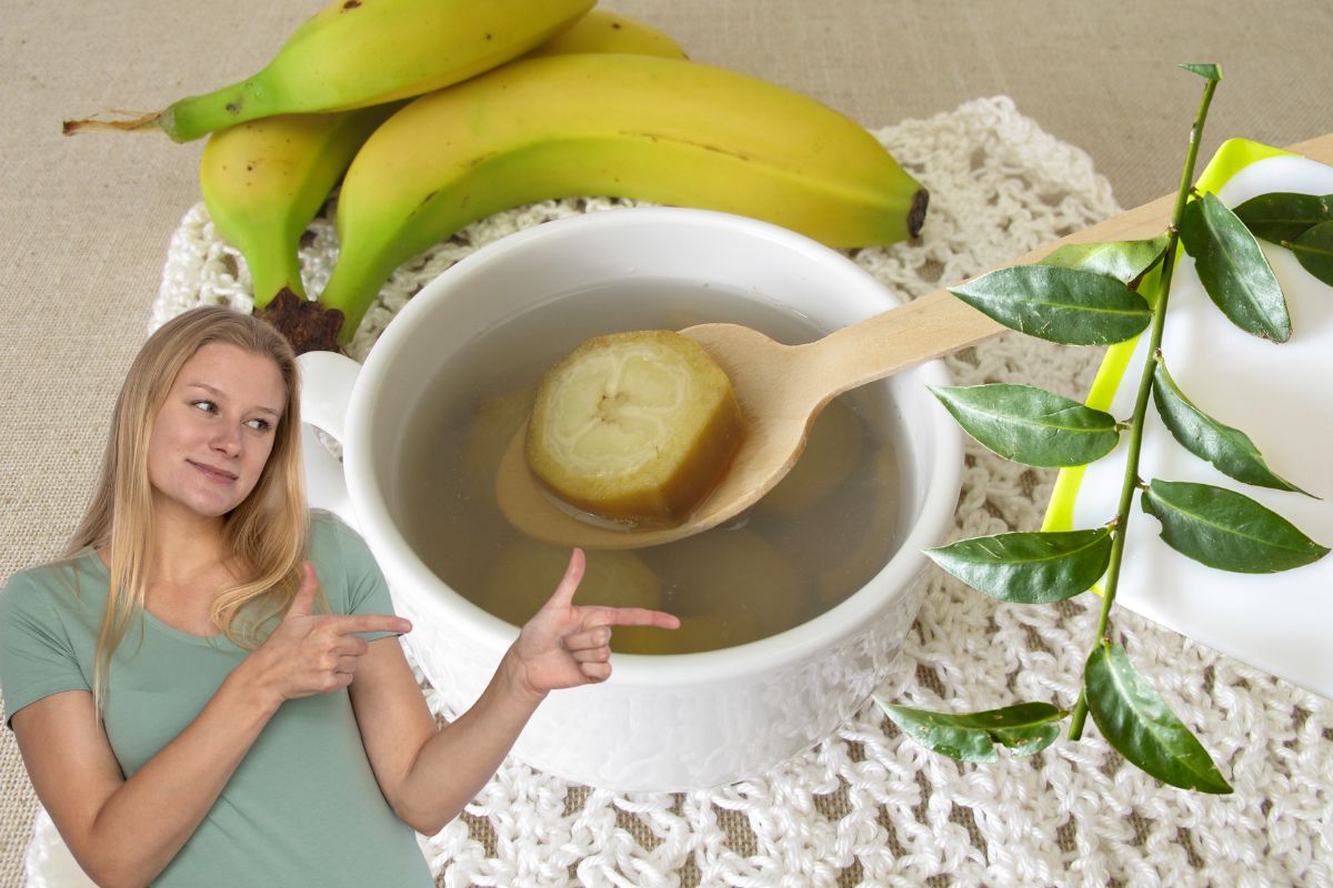 Chá de banana com ora-pro-nóbis: para que serve, como preparar e indicações 1 chá de banana com ora-pro-nóbis para que serve.