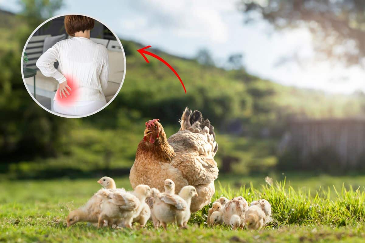 Galinha caipira é remoso ou não? Descubra agora! 1 galinha caipira é remoso.