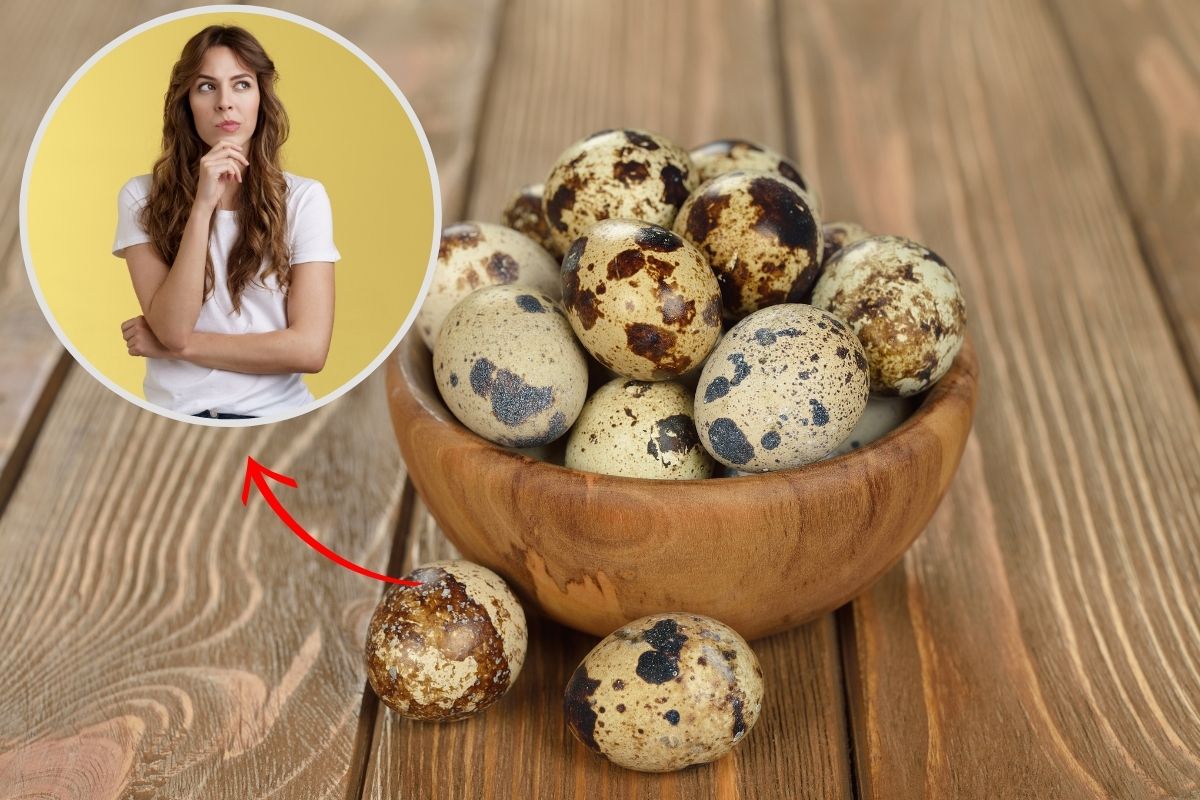 Quantos ovos de codorna posso comer por dia? Conheça os limites 1 quantos ovos de codorna posso comer por dia.