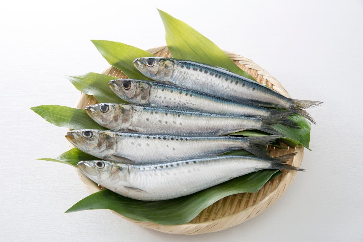 Benefícios da sardinha: conheça suas maravilhas 1 benefícios da sardinha.