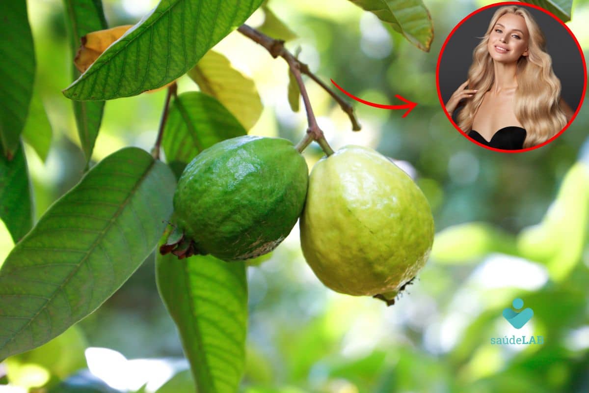 Chá de folha de goiaba para cabelo: truque natural para fios saudáveis 1 chá de folha de goiaba para cabelo.