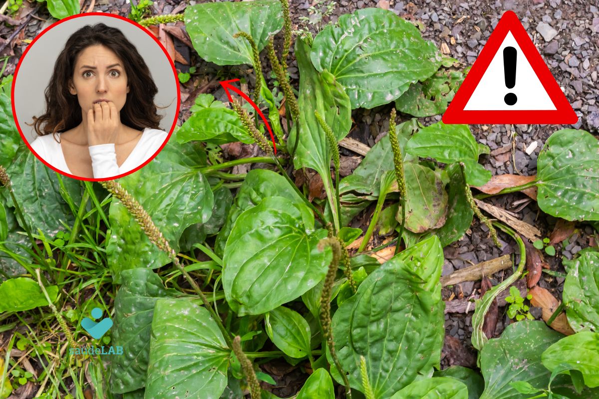 Contraindicações do chá de tanchagem: fique alerta 1 contraindicações do chá de tanchagem.