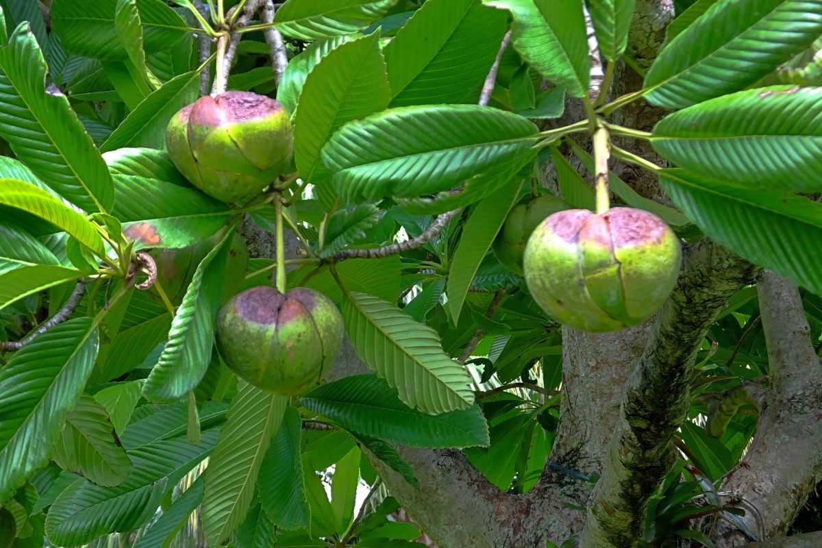 Maçã-de-Elefante: descubra os sabores e os benefícios para saúde da fruta exótica 1 maçã-de-elefante.