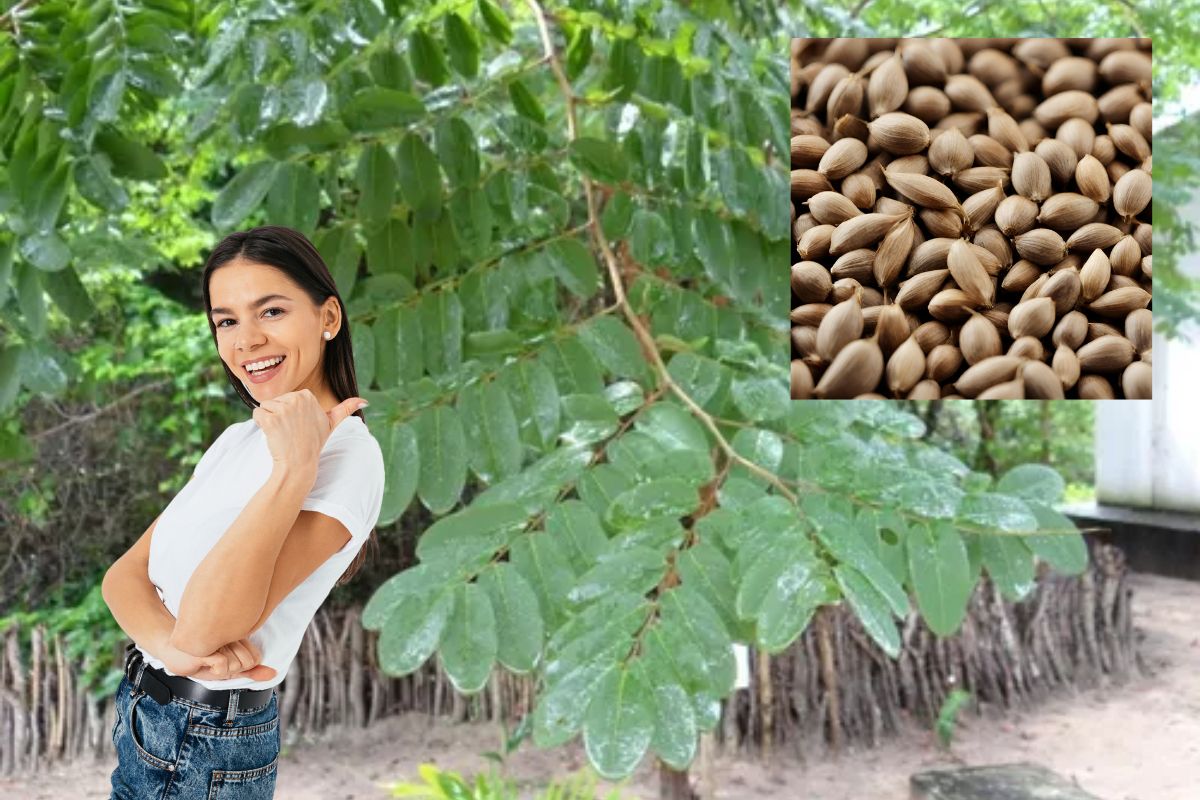 Umburana de cheiro: o que é, para que serve e como usar 1 Umburana de cheiro.