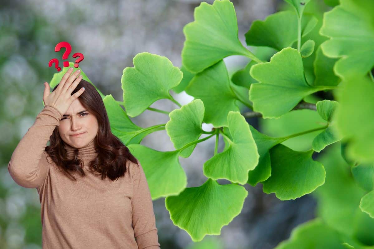 Ginkgo biloba: 10 benefícios, composição, usos terapêuticos e segurança 1 ginkgo biloba.