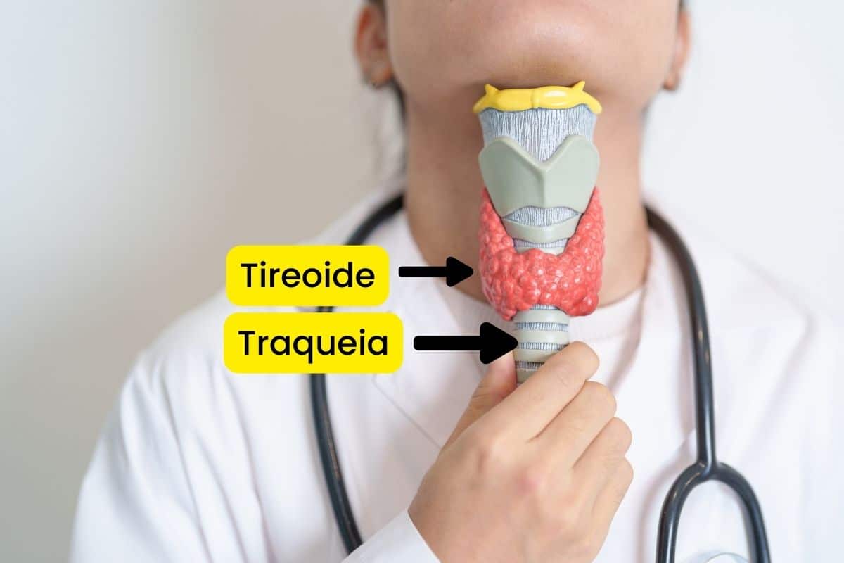 Tireoide: tudo sobre suas funções, problemas e cuidados essenciais 2 Localização da tireoide.