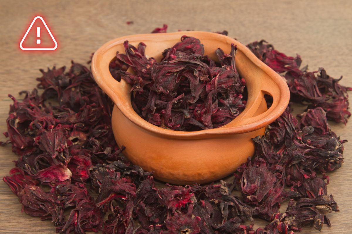 Hibisco: benefícios, usos e dicas para um consumo saudável 1 Hibisco.