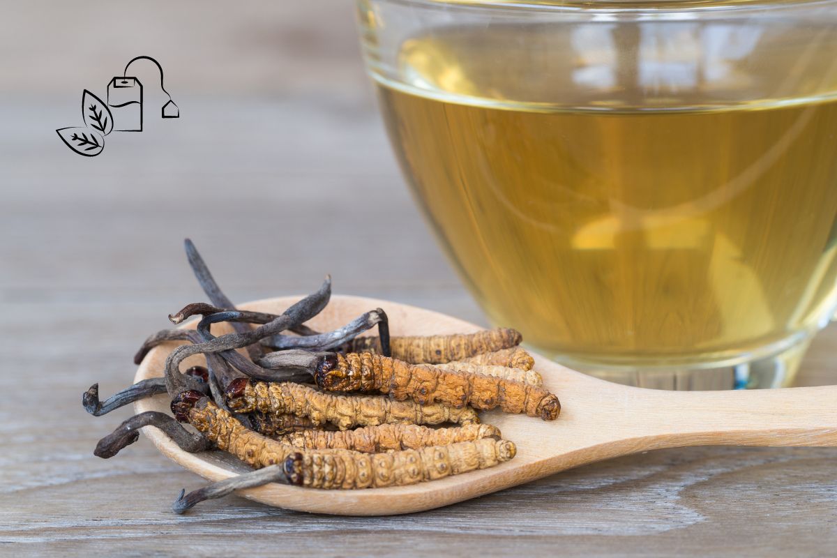 Cogumelos Cordyceps: para que serve? Saiba tudo aqui 1 cogumelos Cordyceps.