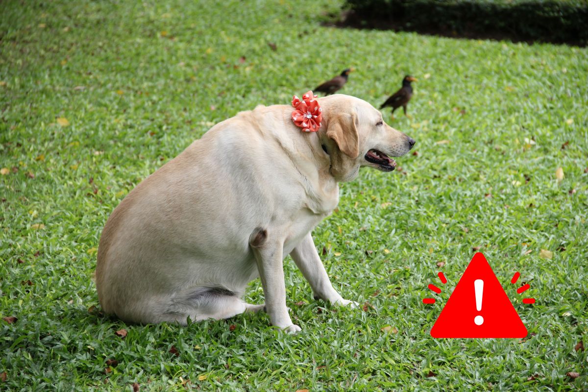 Obesidade em animais domésticos: Como identificar, prevenir e combater o excesso de peso em pets 1 Obesidade em animais domésticos.