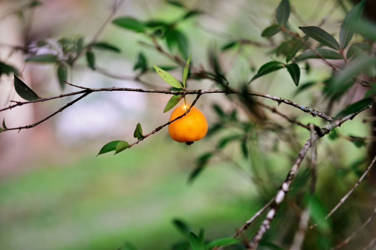 Uvaia: conheça a fruta exótica e cheia de benefícios para saúde 1 Uvaia.