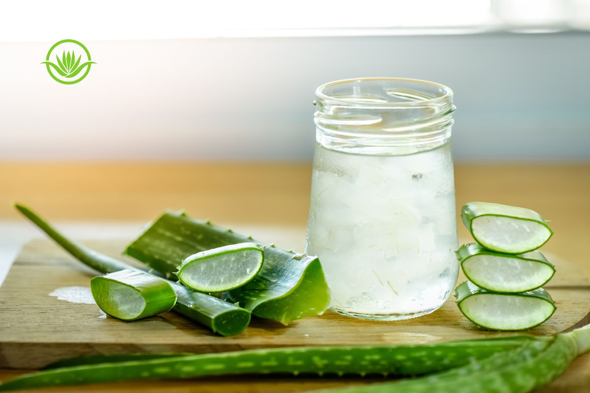 Babosa: benefícios, usos e cuidados com aloe vera 1 babosa.