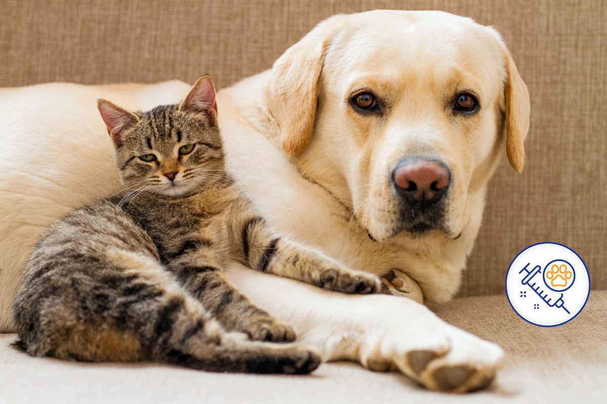 Vacinação para cães e gatos: guia completo para tutores 1 vacinação para cães e gatos