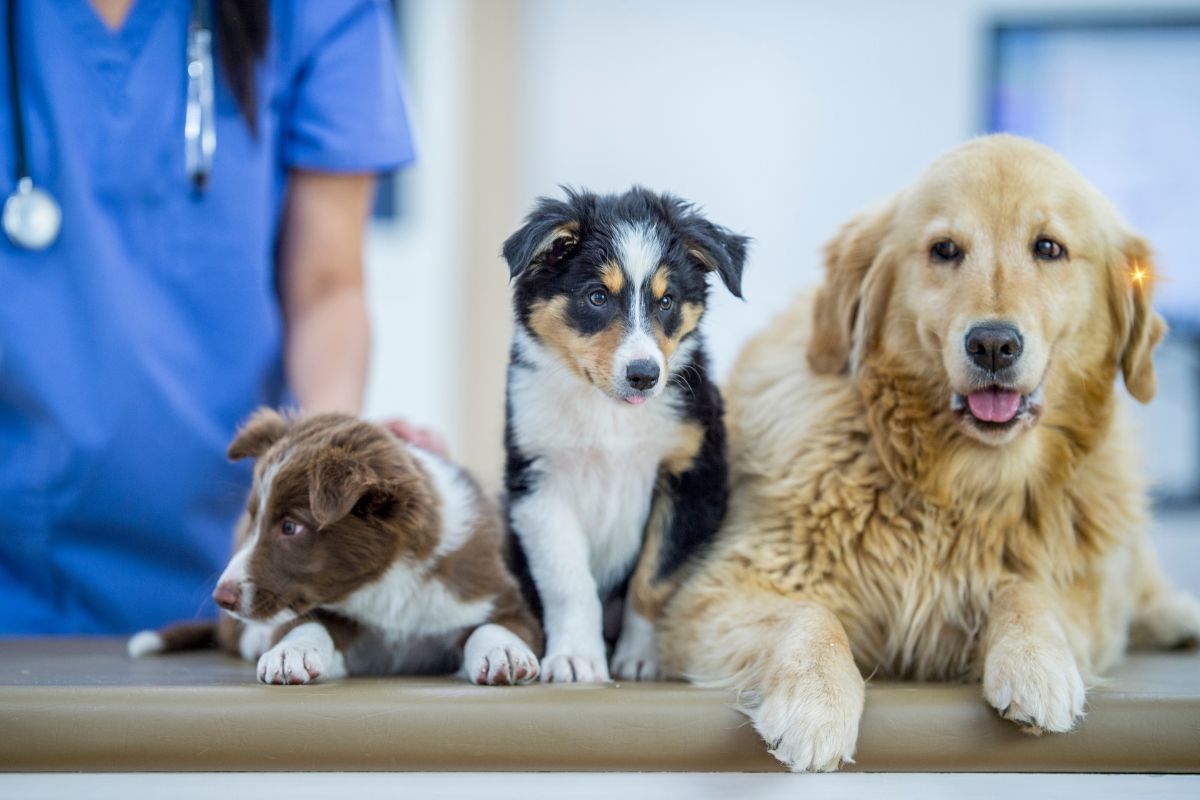 Doenças comuns por raça: prevenção e cuidados personalizados para seu pet 1 Doenças por raça.