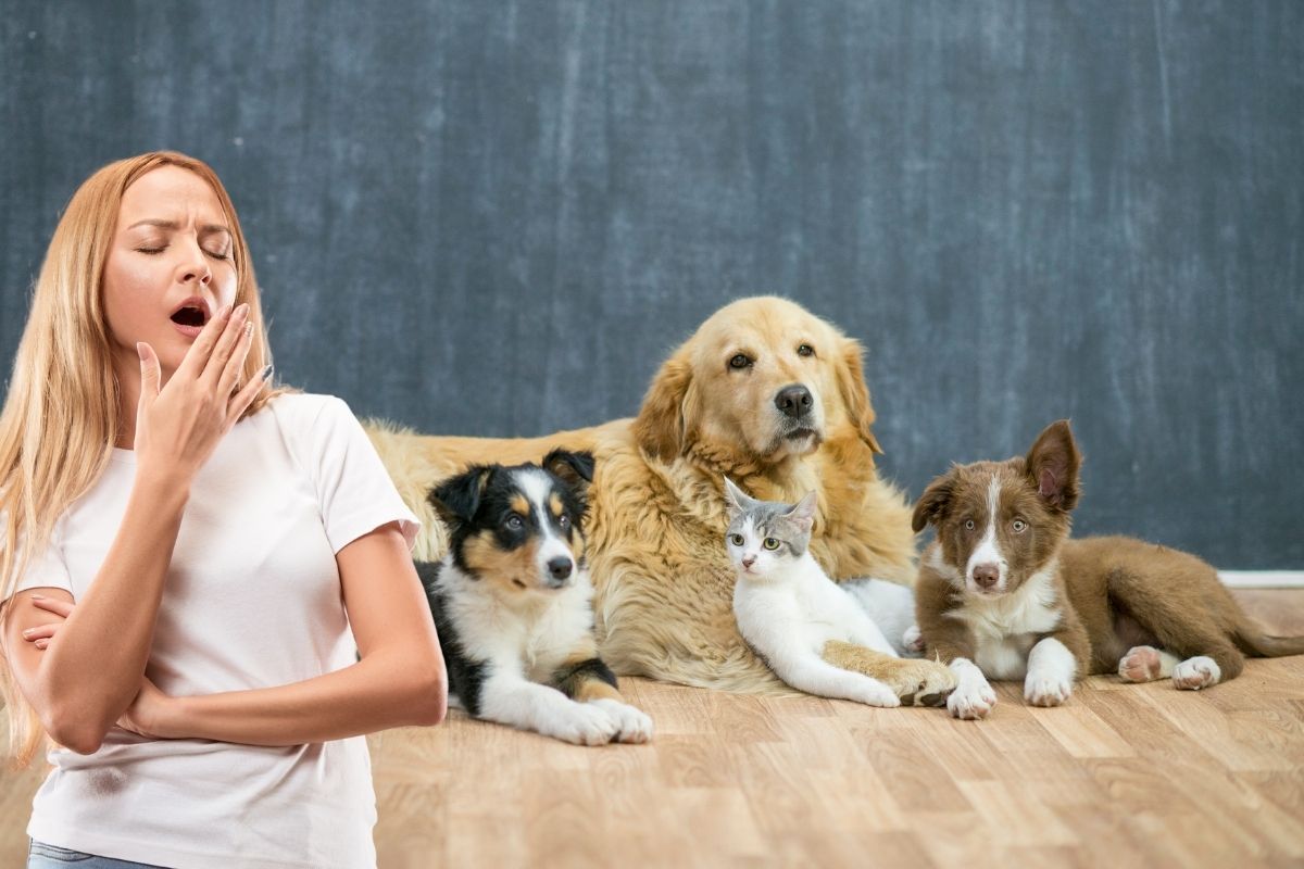 animais de estimação afetam o sono.