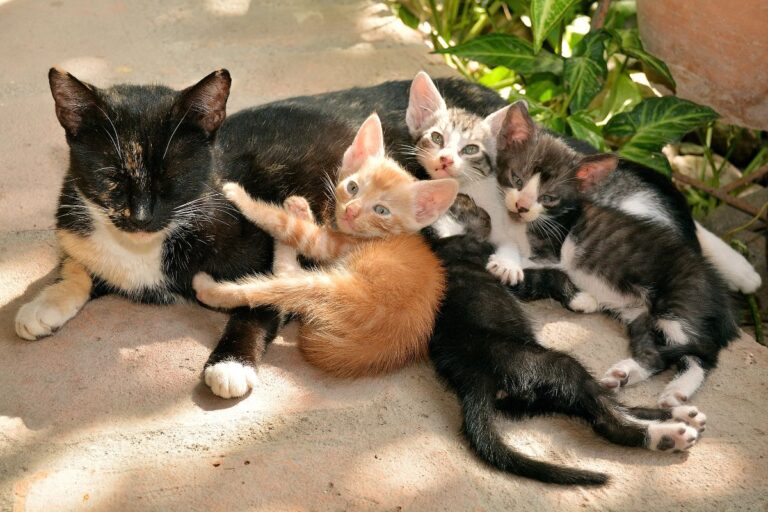Pode dar banho em gato filhote? Saiba tudo sobre cuidados e higiene 1 Pode dar banho em gato filhote.