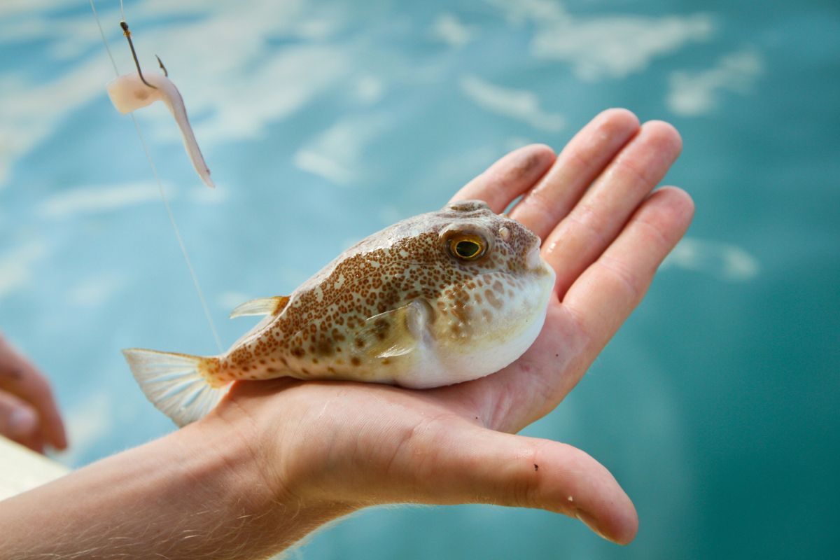 Pesquisadora estuda impactos de medicamentos no comportamento de peixes e ecossistemas aquáticos 1 peixes.