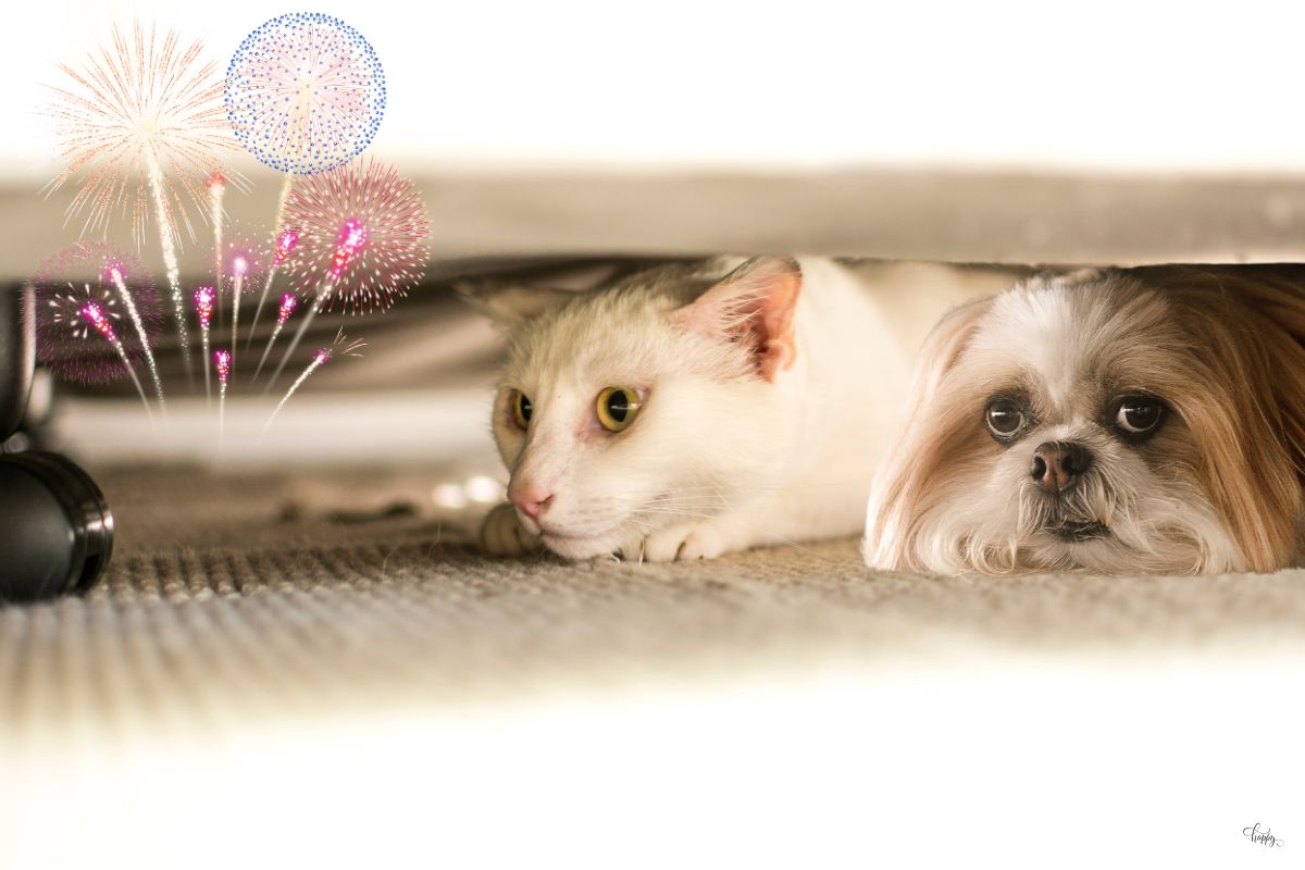 O que os fogos causam nos cachorros e nos gatos: descubra os riscos e como proteger seu pet! 1 O que os fogos causam nos cachorros.