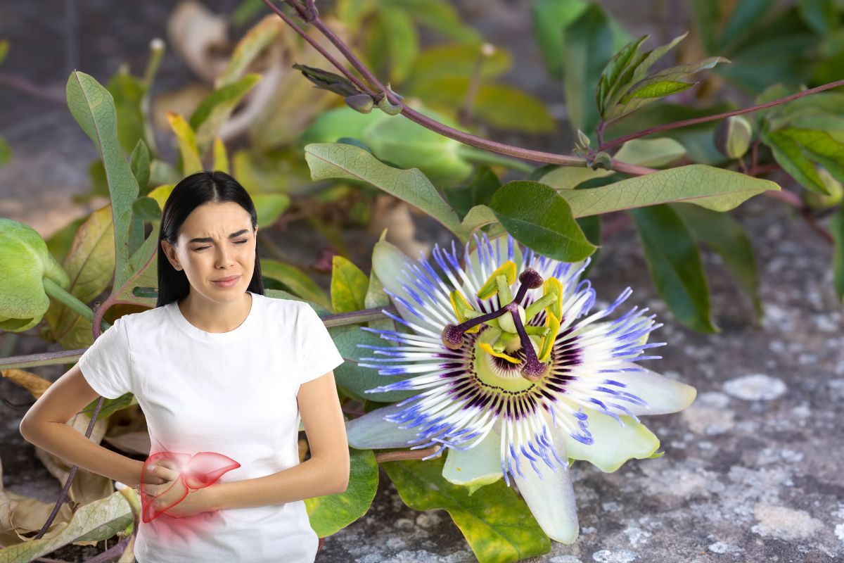 Passiflora faz mal para o fígado? Descubra a verdade sobre os efeitos dessa planta no organismo 1 passiflora faz mal para o fígado.